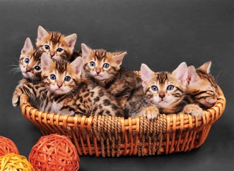 bengal-cat-kitten-5 – Bengal Cat Care