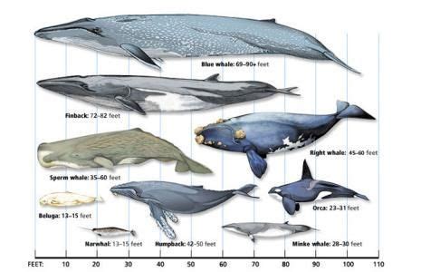 North Atlantic Right Whale | Whale, Largest whale, Fin whale