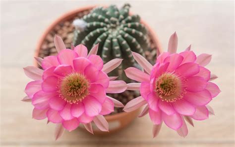 Echinopsis Cactus Care - Bonsai Primer