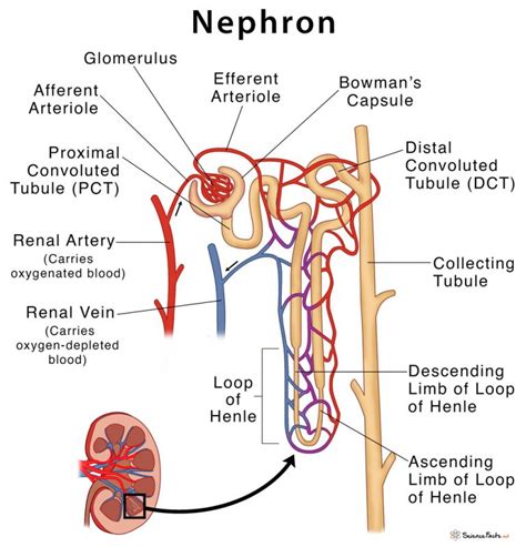 Nephron: Definition, Parts, Structure, & Functions, with Diagram