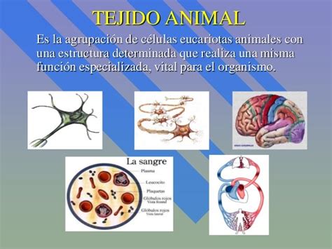 Tejidos Animales Completo