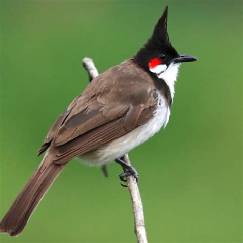 Bulbul Bird Ringtones - Apps on Google Play