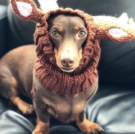 10 Best Wiener Dog Costumes For Halloween [PICTURES] - DogTime | Dog ...