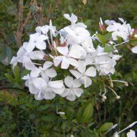 Plumbago auriculata - white | Kumbula Indigenous Nursery