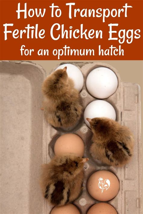 Hatching eggs: how to handle, pack and transport.