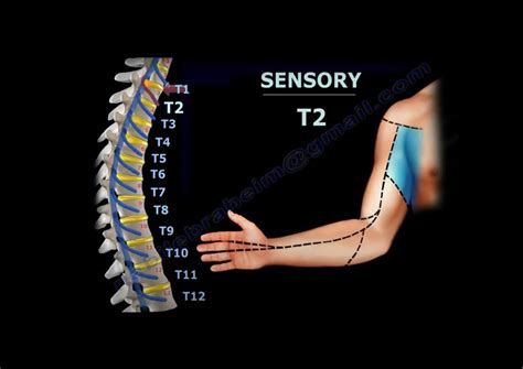 Neurological Evaluation Of The Thoracic Nerves — OrthopaedicPrinciples.com