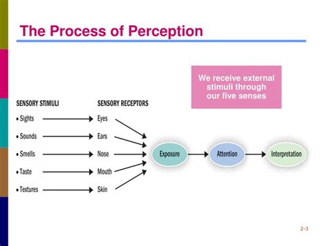 PPT - Chapter 2 Perception PowerPoint Presentation, free download - ID ...