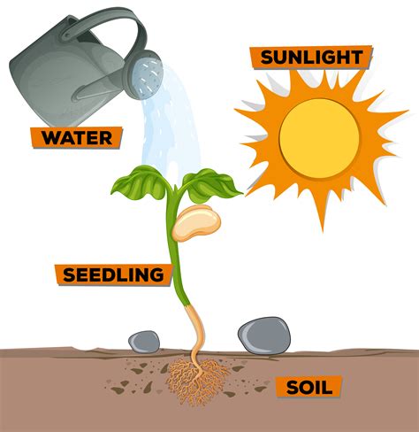 Diagrama que muestra la planta que crece del agua y la luz solar ...