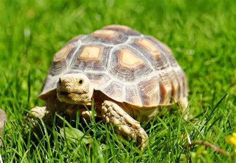 Sulcata Tortoise Care Guide: Everything You Need to Know