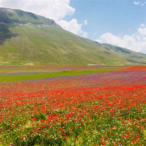 Castelluccio (Umbria) - All You Need to Know BEFORE You Go