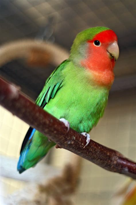 File:Agapornis roseicollis -Peach-faced Lovebird pet on perch.jpg - Wikimedia Commons