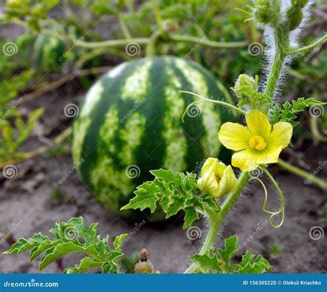 2,671 Watermelon Flowers Stock Photos - Free & Royalty-Free Stock ...