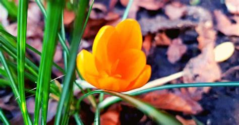 Crocus Flower Meaning and Symbolism - WhenYouGarden.com