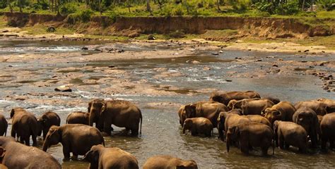 Udawalawe National Park - Bernard Tours Pvt Ltd