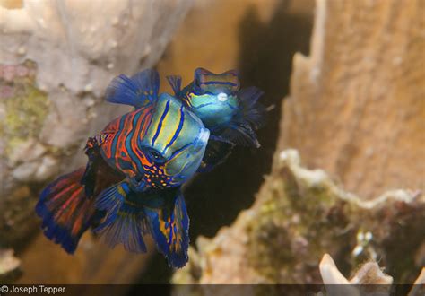 Photographing Mating Mandarinfish