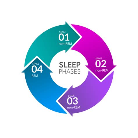 Sleep Cycles & Stages: What You Need to Know | AlignLife