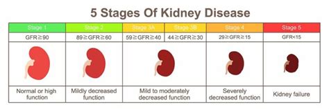 Kidney Disease: Know The Signs - SAVINGYOURDOG