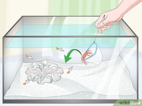 3 Ways to Reduce Saltwater Reef Aquarium Maintenance - wikiHow