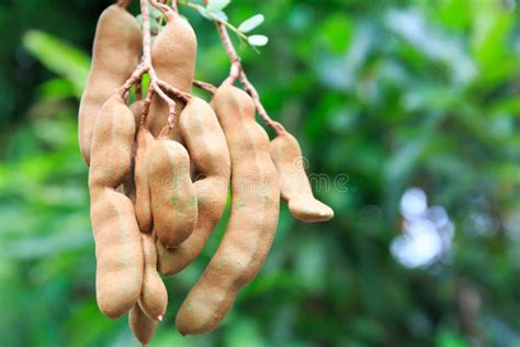 Fresh Tamarind Fruit Hanging Down from Its Tree in a Tropical As Stock ...