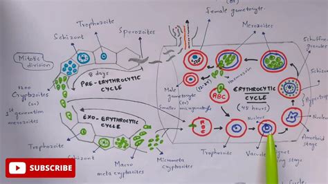 Plasmodium vivax in man phase | Detailed | Step by step | NEET | Bio science - YouTube