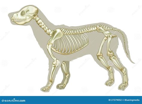 Dog Skeleton - Canis Lupus Familiaris Anatomy - Perspective View Royalty-Free Stock Photo ...