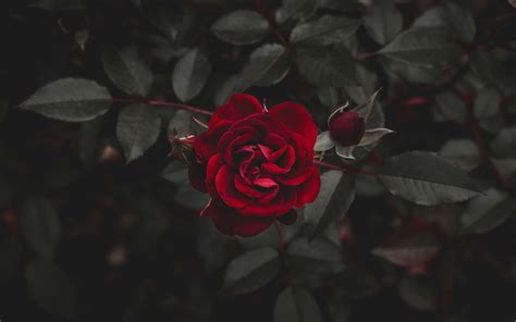 Red Rose 4k Wallpapers - Wallpaper Cave