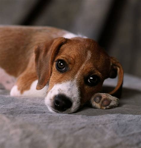 Beagle Terrier Mix Puppies Picture - Dog Breeders Guide