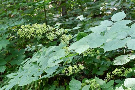 Spikenard Aralia Racemosa Native Plant Seeds | Etsy