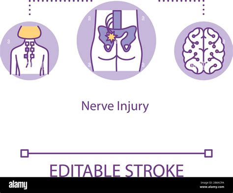 Neuroregeneration Stock Vector Images - Alamy