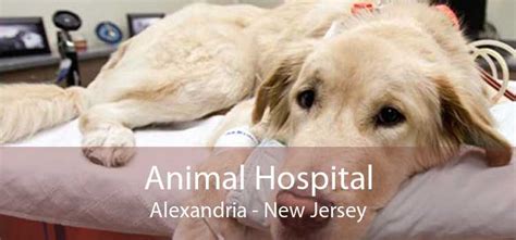 Animal Hospital Alexandria - Small, Affordable, And Emergency Animal ...