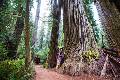 Take A Stroll Through Oregon's Gorgeous Giant Redwood Trees