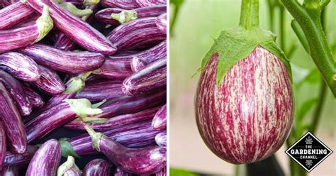 What are the varieties of eggplant? - Gardening Channel