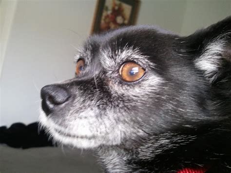 Foxy-rescued schipperke-chihuahua mix | Chihuahua mix, Chihuahua ...