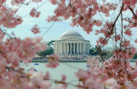 A colorful weekend escape to the National Cherry Blossom Festival - WHYY