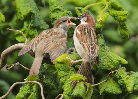 An Adult Male House Sparrow Passer Domesticus Feeding a Baby Stock Image - Image of hazel ...