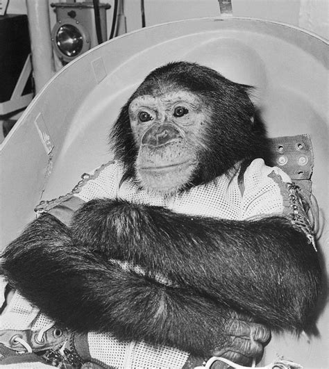 Life story and Photos of Ham, the First Chimpanzee who traveled in Space