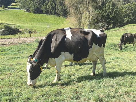 Holstein breeders to gather for conference