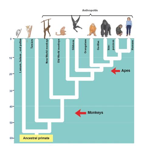 The relationships between living things are depicted in this primate phylogenetic tree. All ...