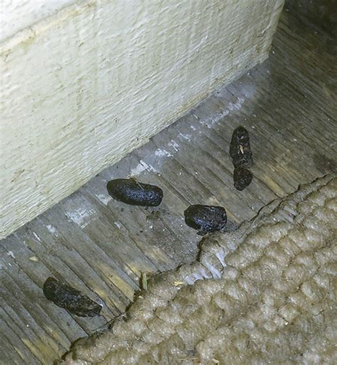 This is What Rat Droppings Actually Look like | by 123 PEST | Medium