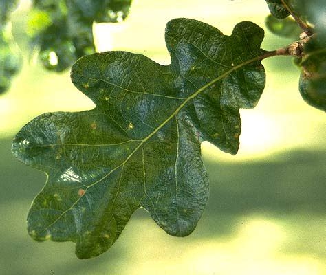 Quercus garryana | Landscape Plants | Oregon State University