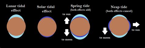 Tidal force - Energy Education