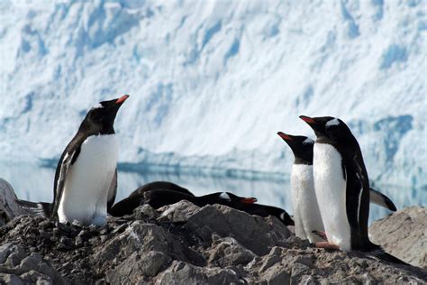 Scientists Say Gentoo Penguins Are Four Species, Not One