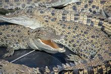 Freshwater Crocodile On Log Free Stock Photo - Public Domain Pictures