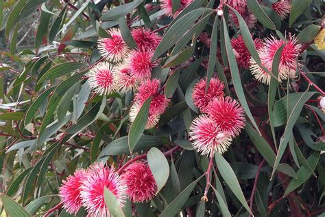 Hakea Laurina — Adam Robinson Design | Australian native plants, Hedging plants, Australian ...