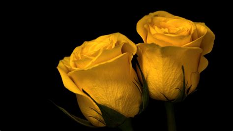 Yellow Rose Flowers In Black Background HD Yellow Wallpapers | HD Wallpapers | ID #67941