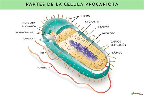 Célula procariota: características, partes y funciones