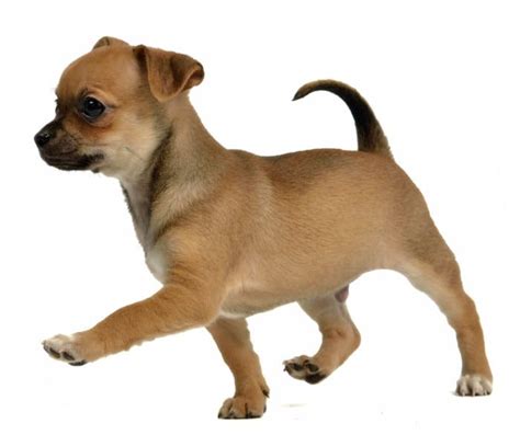 12 Facts About Chihuahua Puppies - I Love My Chi