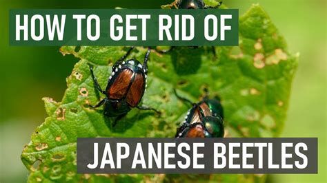 What Is The Natural Enemy Of The Japanese Beetle? The 5 Detailed Answer ...