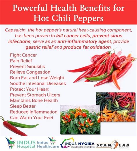 Powerful Health Benefits for Hot Chili Peppers... | Stuffed peppers, Stuffed hot peppers, Healthy