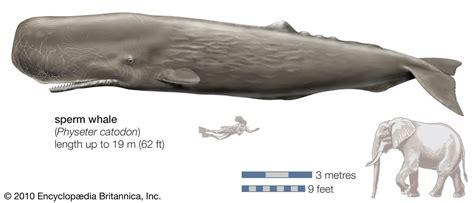 Sperm whale | Size, Teeth, Diet, & Facts | Britannica